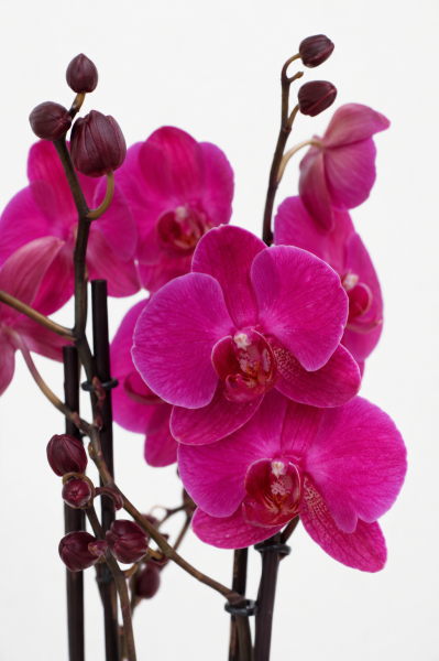 Фаленопсис Маеко в ORCHIDEA 18