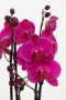 Фаленопсис Маеко в ORCHIDEA 18 Фаленопсис Маеко в ORCHIDEA 18