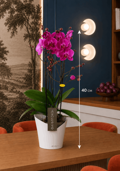 Фаленопсис Маеко в ORCHIDEA 18