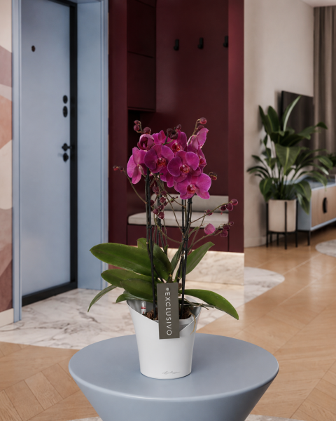 Фаленопсис Маеко в ORCHIDEA 18