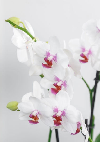 Фаленопсис Монро в ORCHIDEA 18