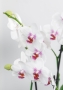 Фаленопсис Монро в ORCHIDEA 18
