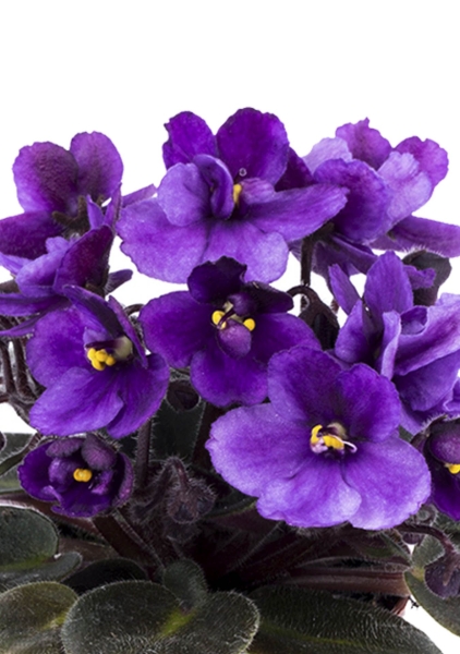 Фиалка в PURO 20