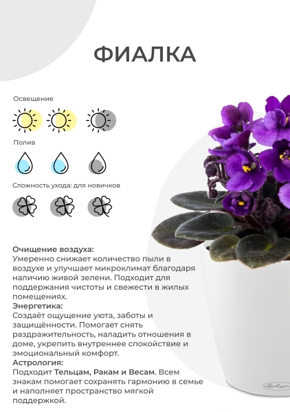 Фиалка микс 12/25 см в CUBE GLOSSY 14