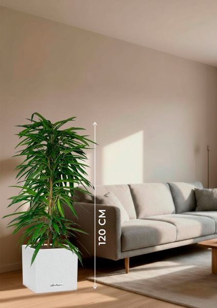 Фикус Али пирамида 24/120 см в CANTO STONE LOW 30 Фикус Али пирамида 24/120 см в CANTO STONE LOW 30