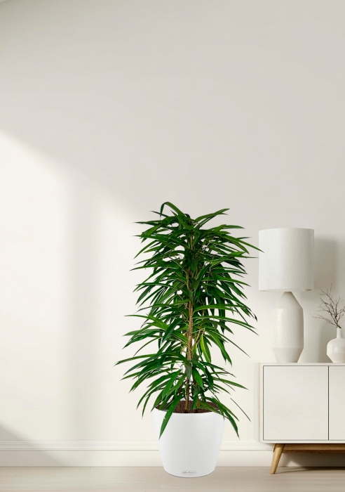 Фикус Али пирамида 24/120 см в CLASSICO COLOR 35