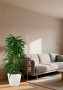 Фикус Али пирамида 24/120 см в CLASSICO COLOR 35