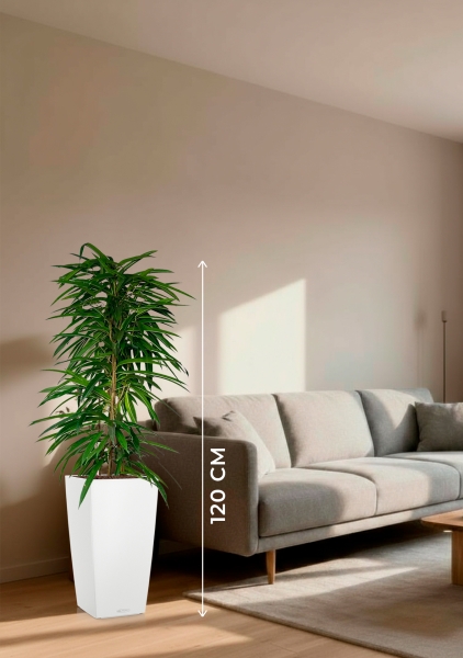 Фикус Али пирамида 24/120 см в CUBICO COLOR 30 Фикус Али пирамида 24/120 см в CUBICO COLOR 30