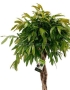 Фикус Амстел Кинг в CLASSICO COLOR 43
