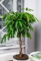 Фикус Амстел Кинг в CLASSICO COLOR 43