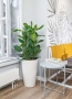 Фикус Бенгальский 3 ствола 27/90 см в CLASSICO COLOR 28
