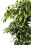 Фикус Бенджамина Анастасия в CLASSICO COLOR 35
