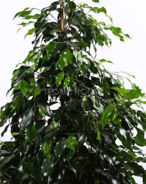 Фикус Бенджамина в CARARO 75 Фикус Бенджамина в CARARO 75