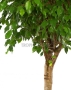 Фикус Бенджамина в CLASSICO LS 50 Фикус Бенджамина в CLASSICO LS 50