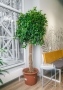 Фикус Бенджамина в CUBE 50 Фикус Бенджамина в CUBE 50