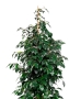 Фикус Бенджамина Даниэль 27/120 см в CUBICO COLOR 30