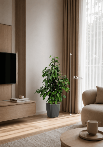 Фикус Бенджамина Экзотика 27/150 см в QUADRO LS 35