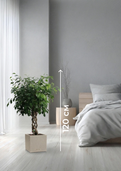 Фикус Бенджамина Экзотика цилиндр 27/120 см в CANTO STONE LOW 30