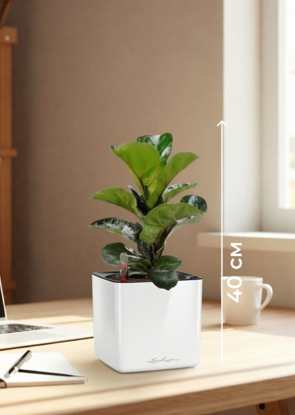 Фикус Лирата Бамбино 12/40 см в CUBE GLOSSY 14