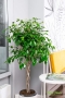 Фикус Экзотика переплетенный CLASSICO COLOR 28 Фикус Экзотика переплетенный CLASSICO COLOR 28