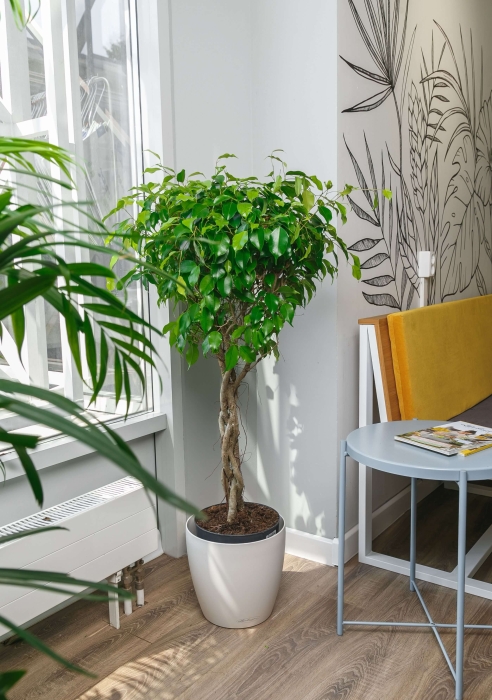 Фикус Экзотика переплетенный в CLASSICO COLOR 35