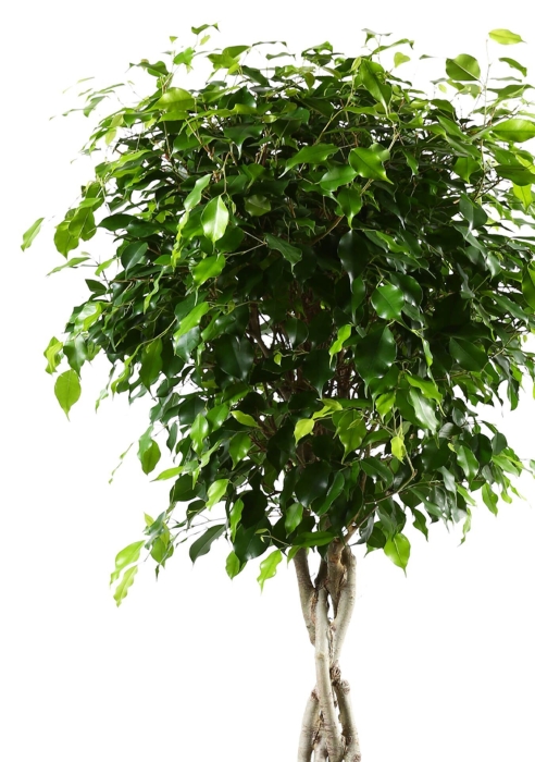 Фикус Экзотика переплетенный в CUBICO COLOR 30
