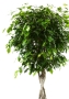 Фикус Экзотика переплетенный в CUBICO COLOR 30