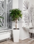Фикус Экзотика переплетенный в CUBICO COLOR 30