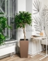 Фикус Экзотика переплетенный в CUBICO COLOR 30