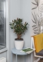 Фикус Эластика бранч в Classico Color 28