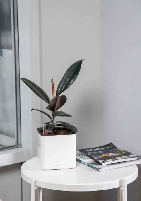 Фикус Эластика в CUBE GLOSSY 14 Фикус Эластика в CUBE GLOSSY 14