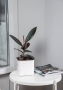 Фикус Эластика в CUBE GLOSSY 14 Фикус Эластика в CUBE GLOSSY 14