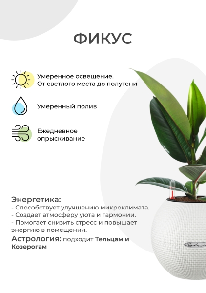 Фикус Эластика Робуста 12/40 см в PURO 20 Фикус Эластика Робуста 12/40 см в PURO 20