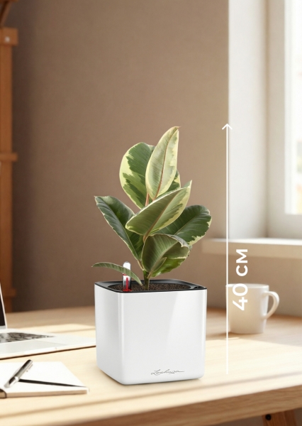 Фикус Эластика Тинеке 12/35 см в CUBE GLOSSY 14 Фикус Эластика Тинеке 12/35 см в CUBE GLOSSY 14