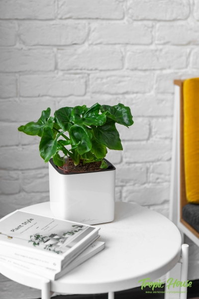 Филодендрон Атом в CUBE GLOSSY 14 Филодендрон Атом в CUBE GLOSSY 14