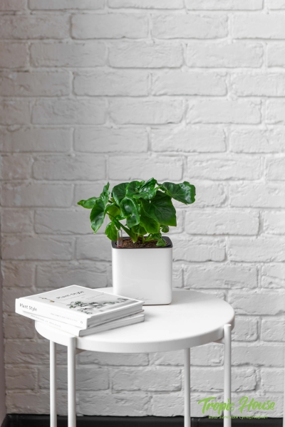 Филодендрон Атом в CUBE GLOSSY 14 Филодендрон Атом в CUBE GLOSSY 14