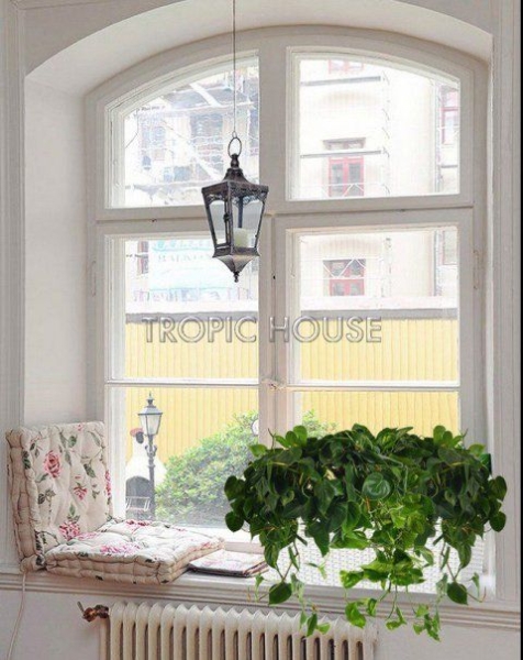 Филодендрон микс в Cottage 50 Филодендрон микс в Cottage 50