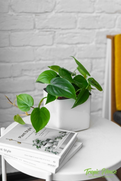 Филодендрон Сканденс 12/20 см в CUBE GLOSSY 14