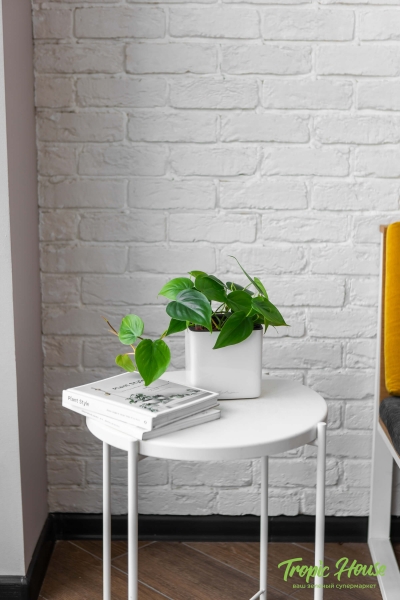 Филодендрон Сканденс 12/20 см в CUBE GLOSSY 14