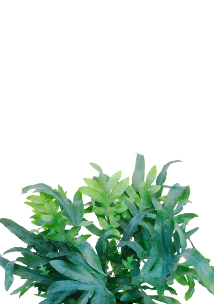 Флебодиум 24/55 см в CUBICO 30 Флебодиум 24/55 см в CUBICO 30