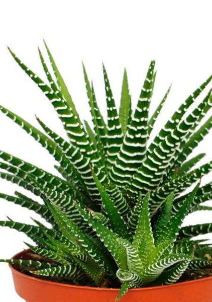 Хавортия микс 10 см в CANTO STONE 14 Хавортия микс 10 см в CANTO STONE 14