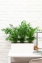 Хамедорея в BALCONERA COLOR 50