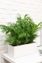Хамедорея в BALCONERA COLOR 50
