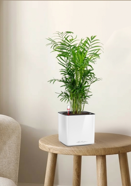 Хамедорея Элеганс 12/45 в CUBE GLOSSY 14 Хамедорея Элеганс 12/45 в CUBE GLOSSY 14