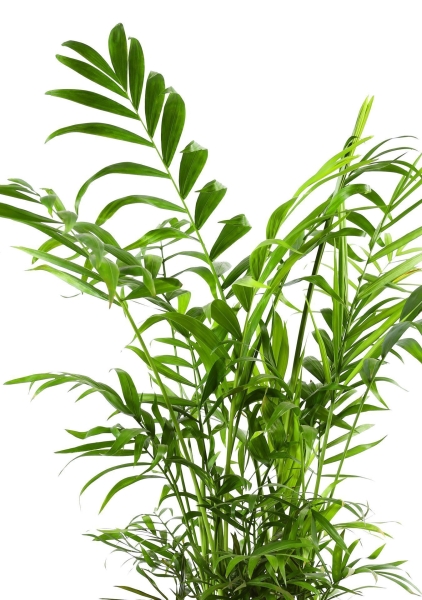 Хамедорея Элеганс 12/45 см в LAMELA MAGNOLIA fi 135