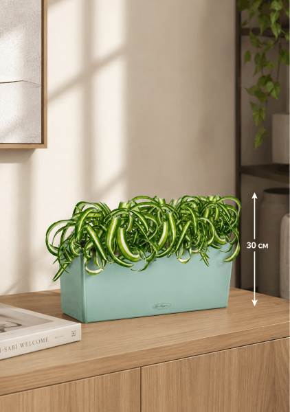 Хлорофитум Бонни в BALCONERA COLOR 50 Хлорофитум Бонни в BALCONERA COLOR 50