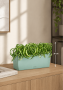 Хлорофитум Бонни в BALCONERA COLOR 50