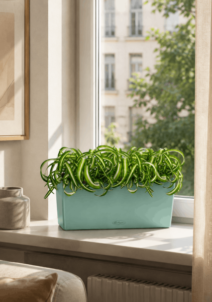 Хлорофитум Бонни в BALCONERA COLOR 50 Хлорофитум Бонни в BALCONERA COLOR 50