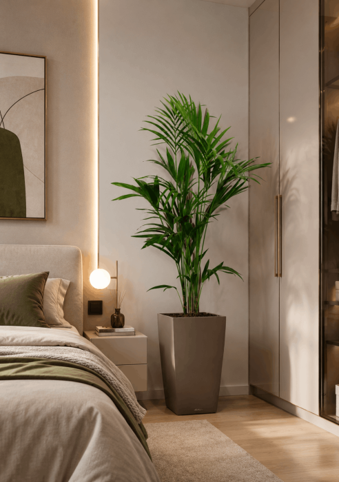 Ховея Кентия 24/150 см в CUBICO 30