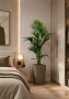 Ховея Кентия 24/150 см в CUBICO 30
